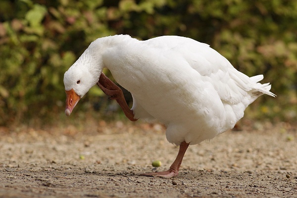 phoca_thumb_l__mg_4893.jpg